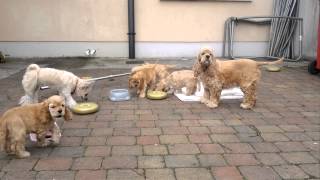 American Cocker Spaniel puppies for sale in Galway [upl. by Cartwell]