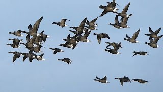 Bernaches en vol  Brant geese flying [upl. by Nosniv629]