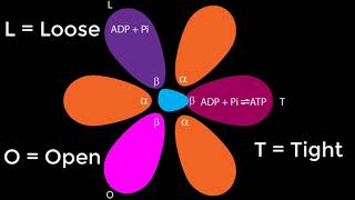 ATPase [upl. by Octavla]