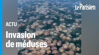 Spectaculaire invasion de méduses dans le Golfe de Trieste en Italie [upl. by Correna]