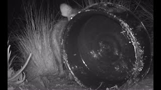 73124 Comical javelinas turn over water bowls [upl. by Delmer]