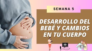 SEMANA 5 DE EMBARAZO DESARROLLO DEL BEBÉ Y CAMBIOS EN TU CUERPO 👶🏻🤰🏻 [upl. by Eiggep]