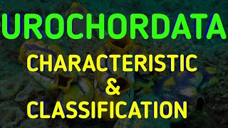 Subphylum Urochordata  General Characters Classification Animal Classification NCERT 11 Biology [upl. by Odanref]