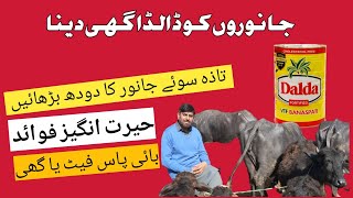 Use Of Dalda Ghee And Oil In Cow and Buffalo  جانوروں کو ڈالڈا گھی کھلانے کے فائدے اور نقصان [upl. by Lilia]