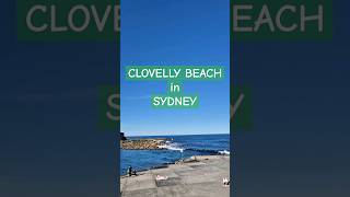 CLOVELLY BEACH in SYDNEY 2024 travel family fyp nature beautiful [upl. by Latsirk]