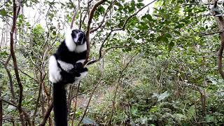 black and white lemur sound [upl. by Tratner]