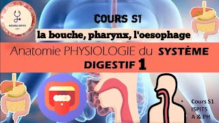 cours S1 Anatomie PHYSIOLOGIE du SYSTÈME DIGESTIF 1 📚شرح مبسط وشامل 🩺📚🩺ispitscours anatomy [upl. by Glaudia]