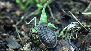 Carabus cancellatus 2 [upl. by Gal]