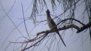 pajaro crespi­n cantando [upl. by Abih]