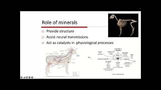 The importance of trace minerals for ewes at lambing [upl. by Biddy]