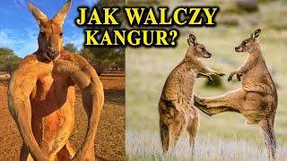 KANGUR  Umięśniony Kickboxer z Australii [upl. by Ikim]