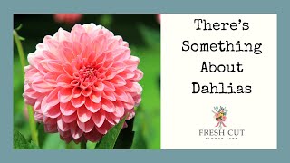 Which Dahlias am I Growing in 2022 [upl. by Rednaeel]