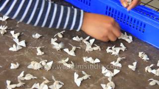 Bombyx mori silk moths being sorted in India [upl. by Atinaw]