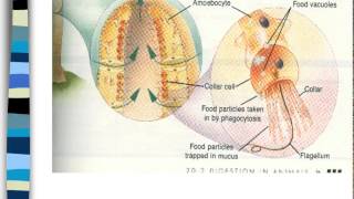 Phylum Porifera and Cnidaria [upl. by Nedloh]