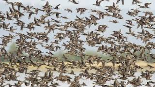 Birds of the Mississippi River Delta [upl. by Sherrer495]