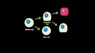 Stem Cells vs Progenitor cells Whats the Difference [upl. by Willock]