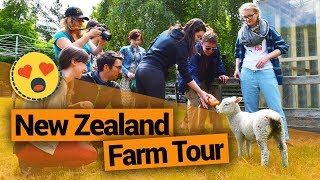 🐑 New Zealand Farm Tour at Morelea Farm – New Zealands Biggest Gap Year [upl. by Zoellick]