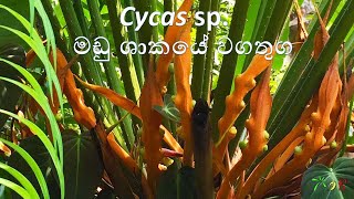 Cycas sp මඩු ශාකයේ වගතුග [upl. by Hertz]