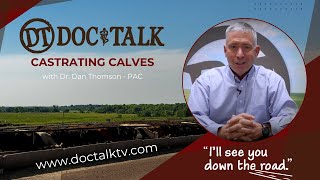 DocTalk Ep 593  The Importance of Calf Castration with Dr Dan Thomson [upl. by Cawley]