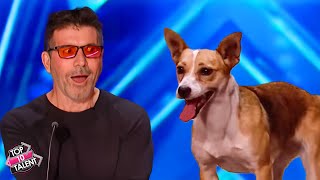 Unforgettable Dog Acts on BGT 🐾🌟 [upl. by Neral]