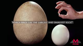 Which birds lay the largest and smallest eggs [upl. by Dionisio]