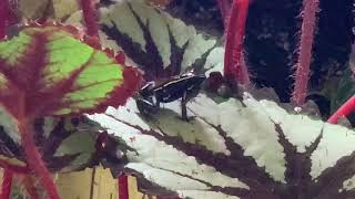 Houston Frogs Phyllobates Lugubris Dart Frog Mating Call [upl. by Bunker779]