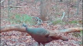 Camera Shy Turkey 🦃 trailcam browning turkey CKAMERICA [upl. by Marlen]