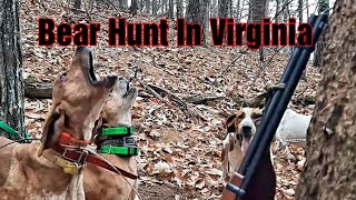 A NORMAL Bear Hunt with HOUNDS IN VIRGINIA [upl. by Seuguh]