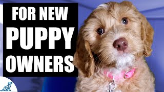 Your Complete First Week Puppy Training Plan [upl. by Byron]