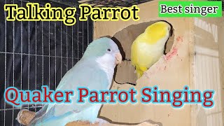 Baby Quaker Parrot Singing  Monk Parakeet Singing Song  Parrot Sounds 🦜 [upl. by Naynek102]