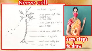 How to draw Nerve cell diagram  Neuron diagram drawing  How to draw Neuron [upl. by Homans193]