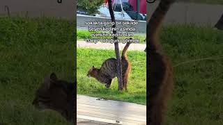 Hiç beklenmedik yerden gelmiş 😻 catvideos cat kedisesi 🎥gozumunakikurudu [upl. by Leryt]