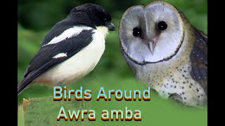 Birds Around Awra Amba [upl. by Anilrats]