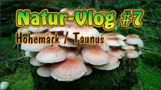 NaturVLog 7 Hohemark  Am Fuß des Feldbergs Taunus [upl. by Seaddon737]