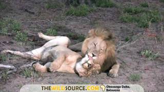 Lion Courtship [upl. by Salomo]