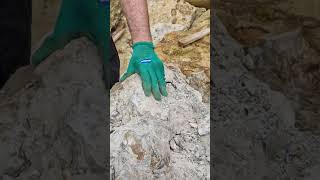 Extracting an exquisite nautilus fossil from the Inferior oolite at Burton Bradstock shorts [upl. by Yenalem161]