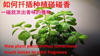 碰碰香，一碰就发出香味的奇特植物如何扦插种植碰碰香How to plant plectranthus tomentosa  touch leaves to emit fragrance [upl. by Jereld483]