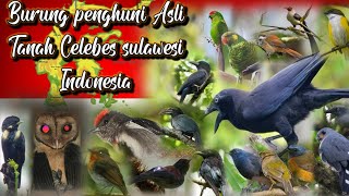 BURUNGBURUNG ENDEMIK PULAU SULAWESI DAN SUARA ASLINYA [upl. by Suzann]