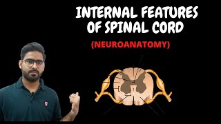 INTERNAL FEATURES OF SPINAL CORD  SPINAL CORD NEUROANATOMY3 [upl. by Keavy787]