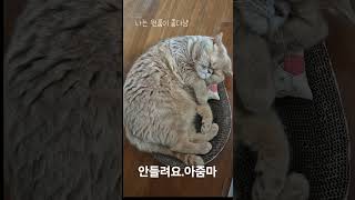 월세는 집사랑 얘기해요깨우지마세요 british cat catstagram 반려묘 catlover 고양이 cute [upl. by Ammon]