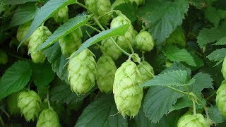 ⟹ NUGGET HOPS  Humulus lupulus  This is the last year im growing it heres why [upl. by Eerac]