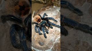 Feeding crickets 🦗 tarantula spider birdeater greenbottleblue tarantulavscockroach [upl. by Eidnil]