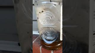 Most satisfying DIY Fly trap [upl. by Avictor72]