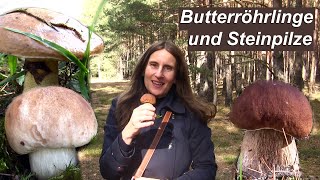 Heutige Pilzfunde Butterröhrlinge und Steinpilze [upl. by Yerroc]