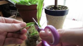 Nepenthes Kannenpflanze über Stecklinge vermehren  Tutorial  Karnico [upl. by Margie3]