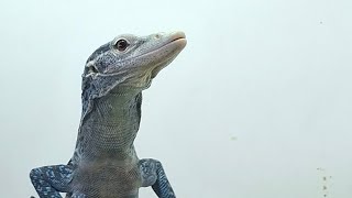 Blue tree monitor varanus macraei feeding [upl. by Neelyar]