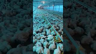 CampS poultry farm subscribe watch video like poultry chicken livestockfarm [upl. by Azeria220]