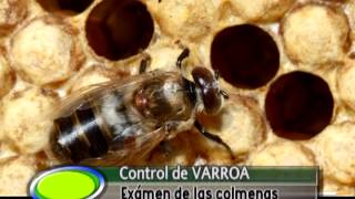 CONTROL DE VARROA INFORME de ACTUALIDAD APICOLA [upl. by Viva]