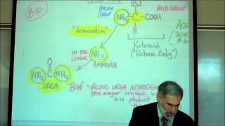 PHYSIOLOGY CELLULAR RESPIRATION PART 2 by Professor Fink [upl. by Esimaj]