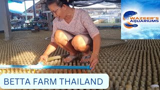 Betta Farm Thailand [upl. by Tertius]